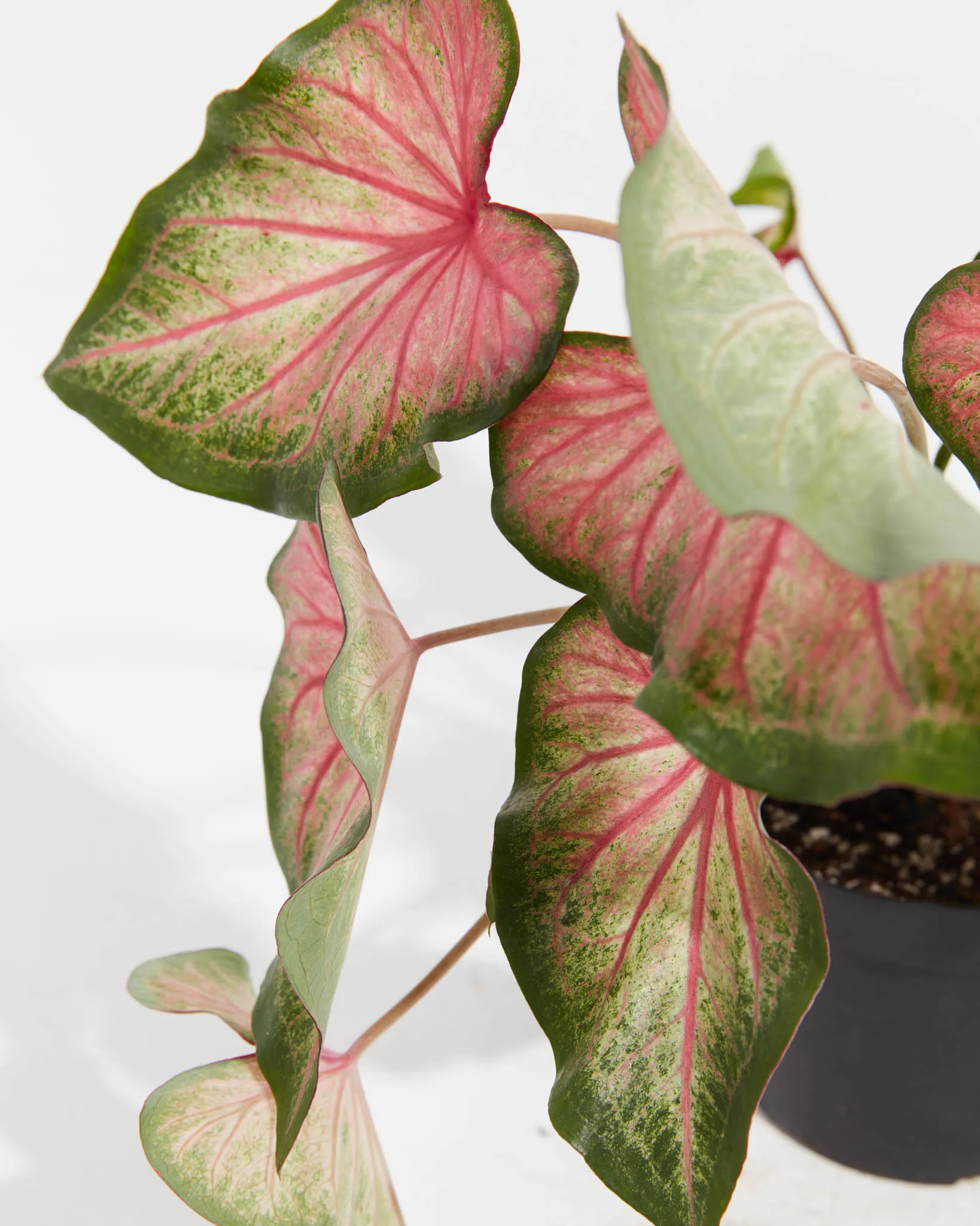 Mount Everest Rare White Ombre Premium Caladium Bulbs