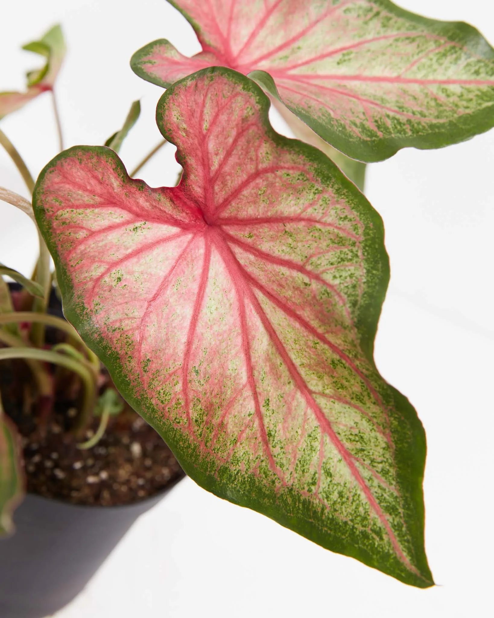 Mount Everest Rare White Ombre Premium Caladium Bulbs