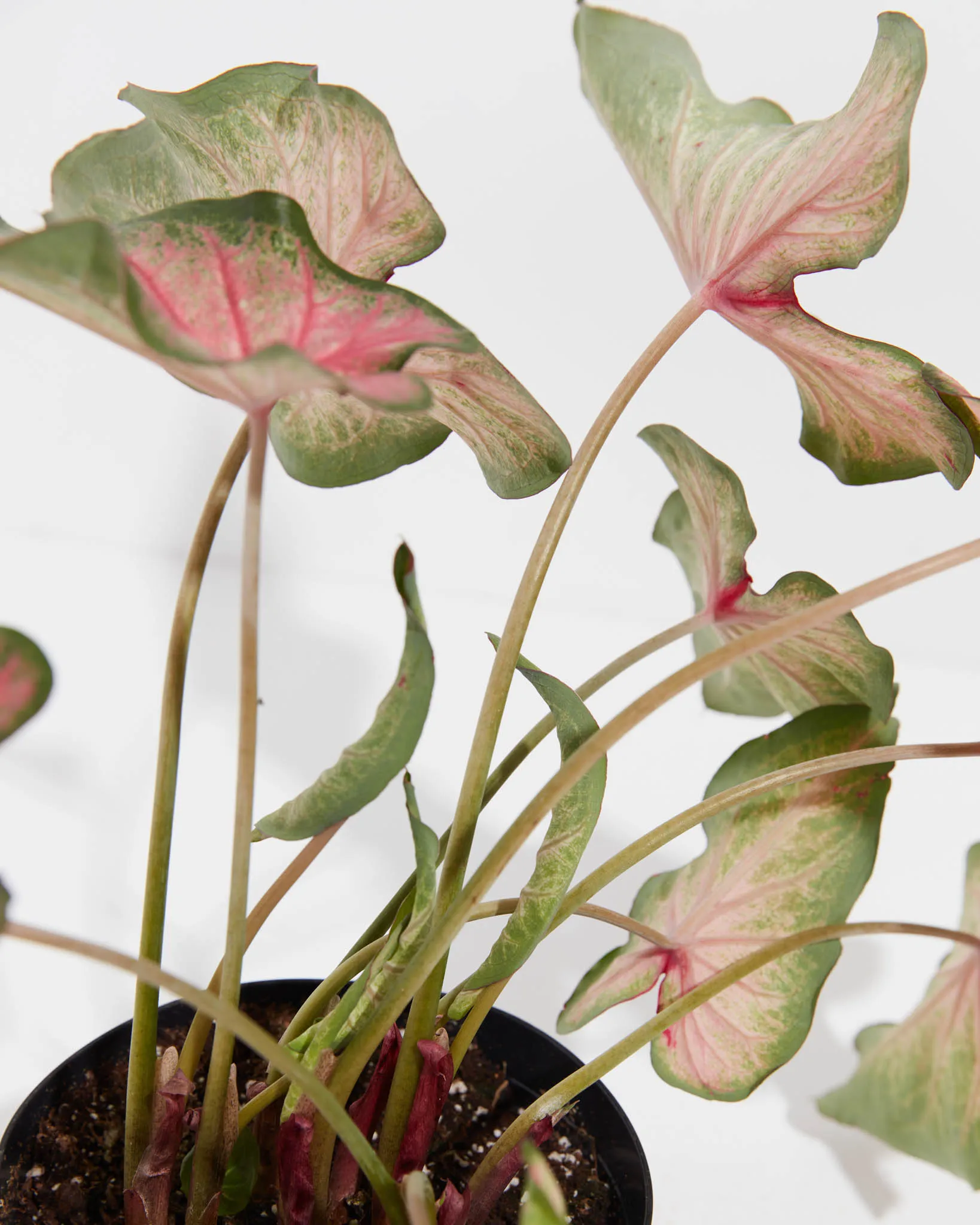 Mount Everest Rare White Ombre Premium Caladium Bulbs