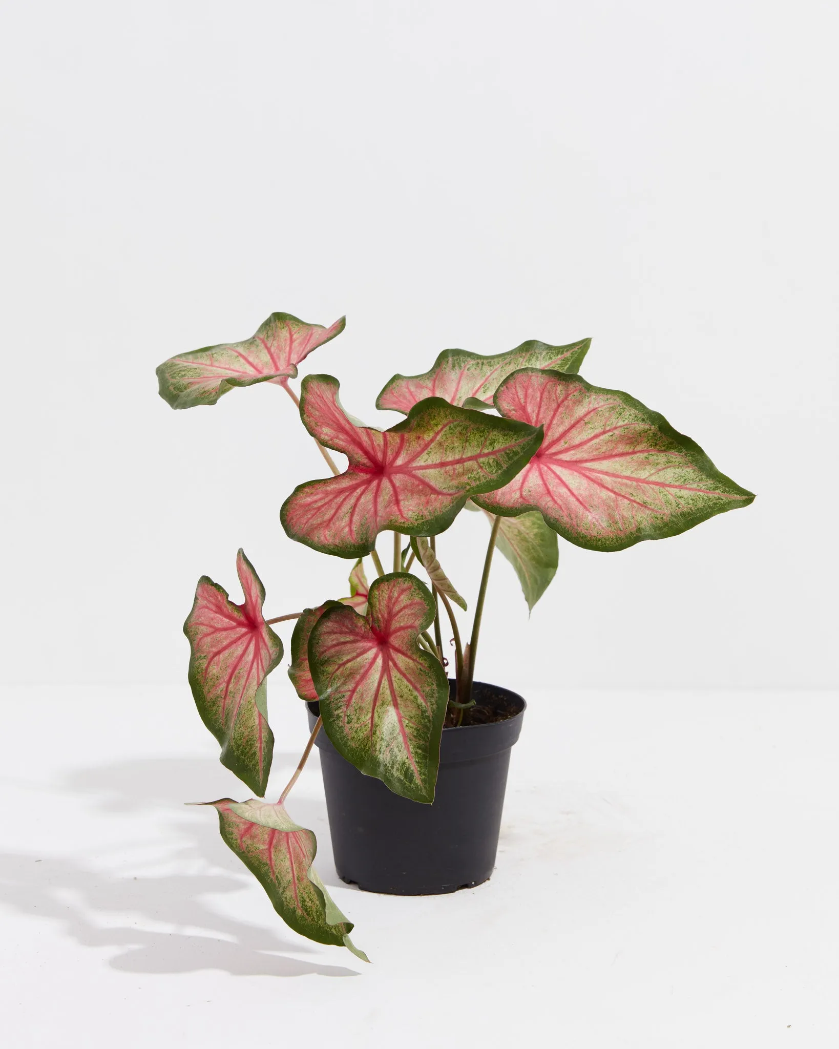 Mount Everest Rare White Ombre Premium Caladium Bulbs