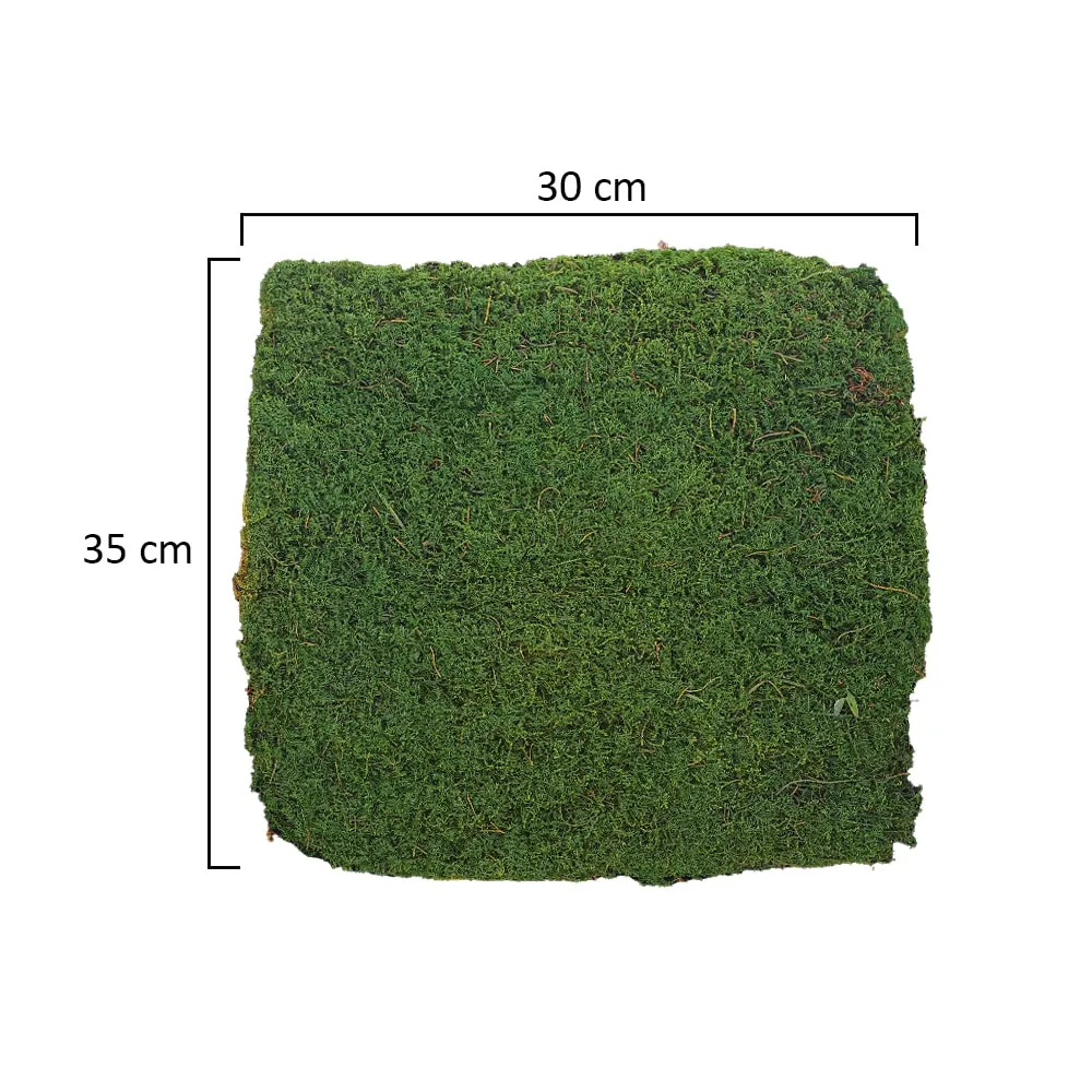 Preserved Moss Sheet