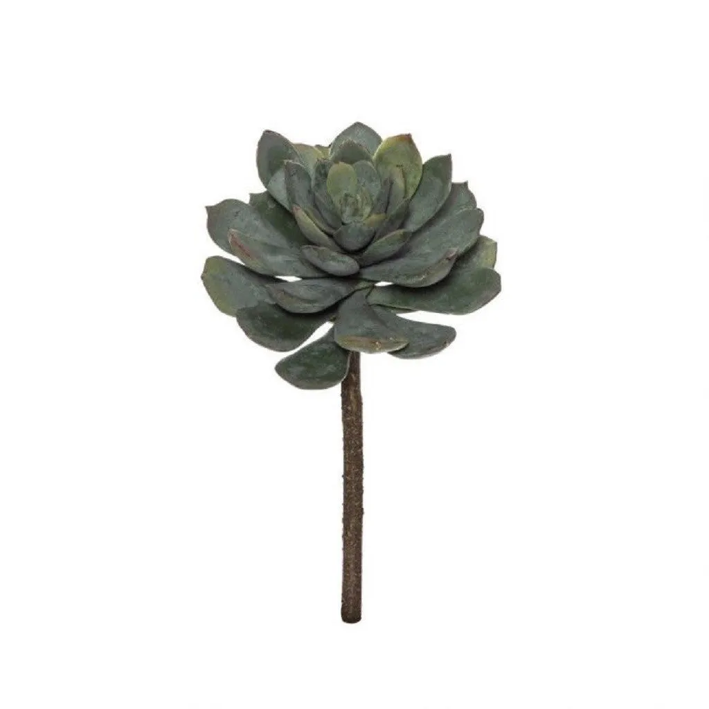 Rogue Lotus Echeveria Stem 15x15x23cm GreyGrn