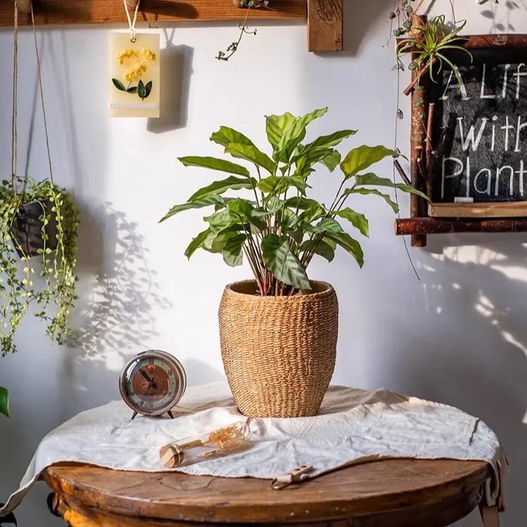Seagrass Style Cement Planter
