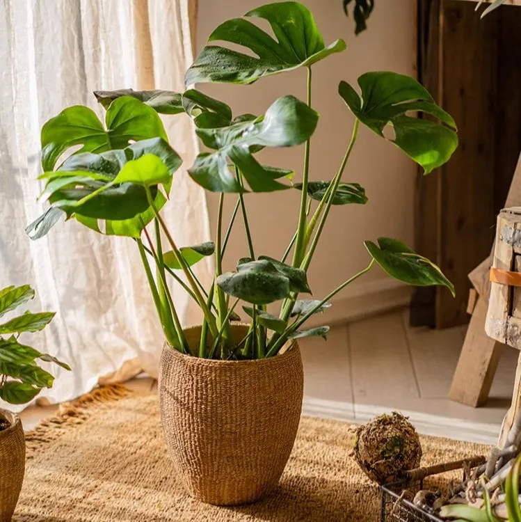 Seagrass Style Cement Planter