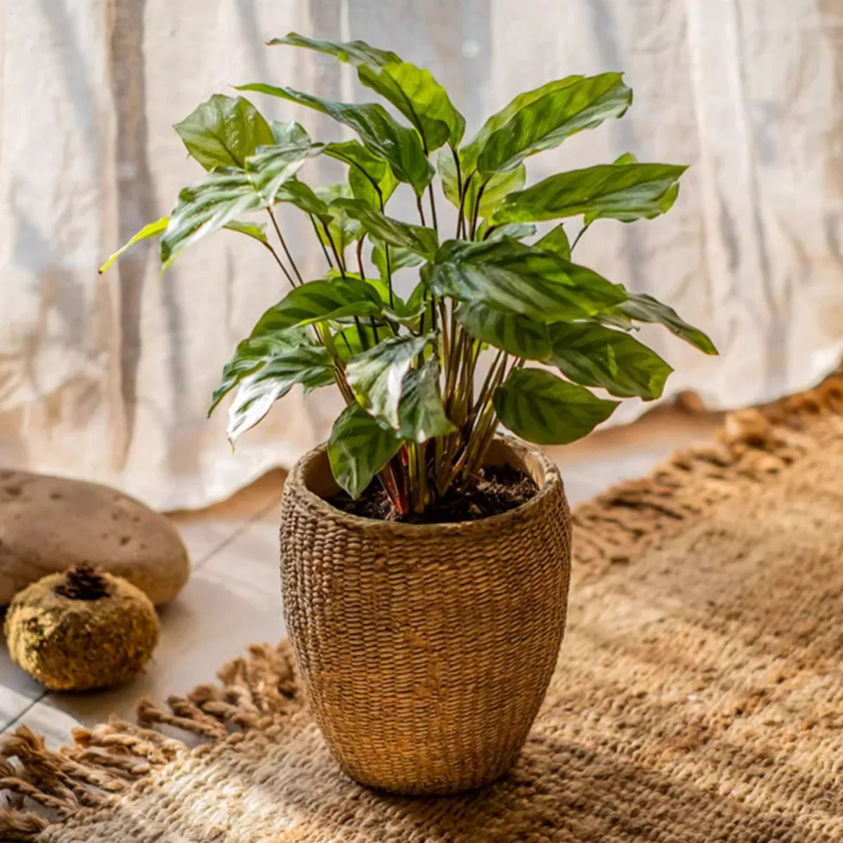 Seagrass Style Cement Planter