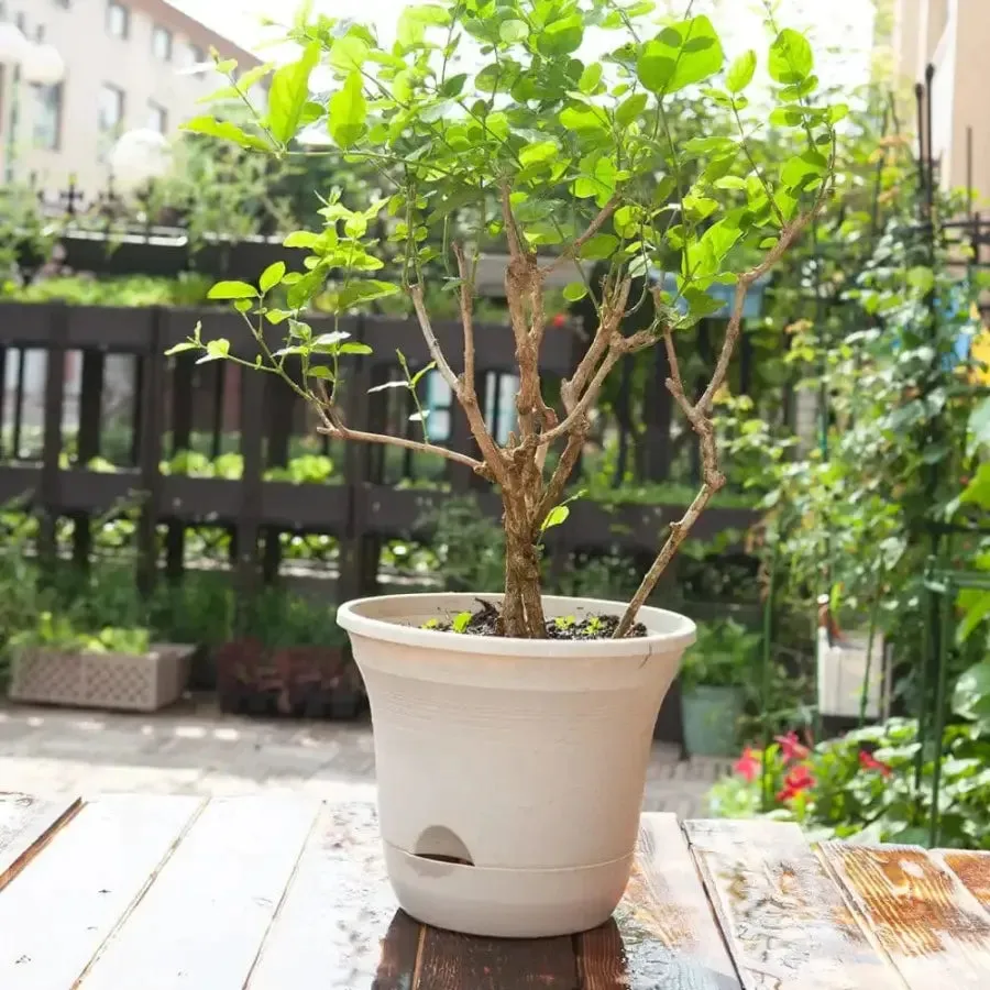 Set of 3 x 19.5 cm White Plastic Self Watering Planter for Indoor or Outdoor