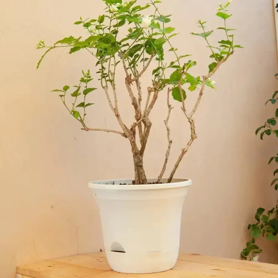 Set of 3 x 19.5 cm White Plastic Self Watering Planter for Indoor or Outdoor