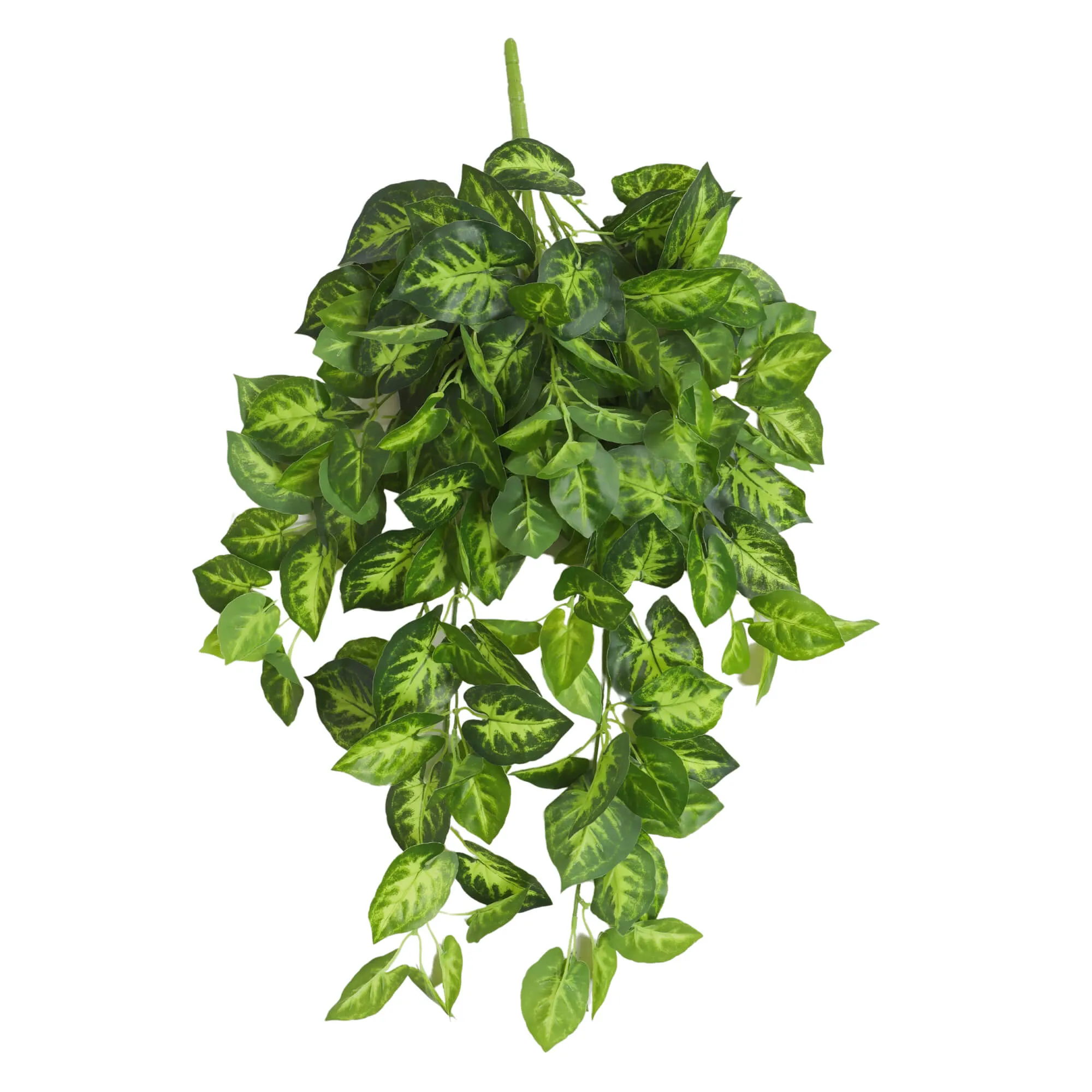 Syngonium Hanging Bush Dark Green 80cml