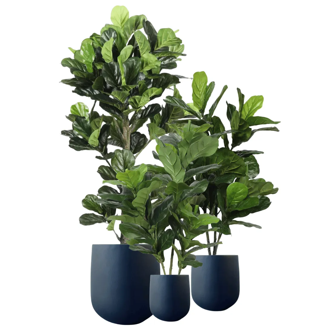 Triple Plant Bundle - 3 x Fiddle Ficus Leaf Plants (S,M,L)