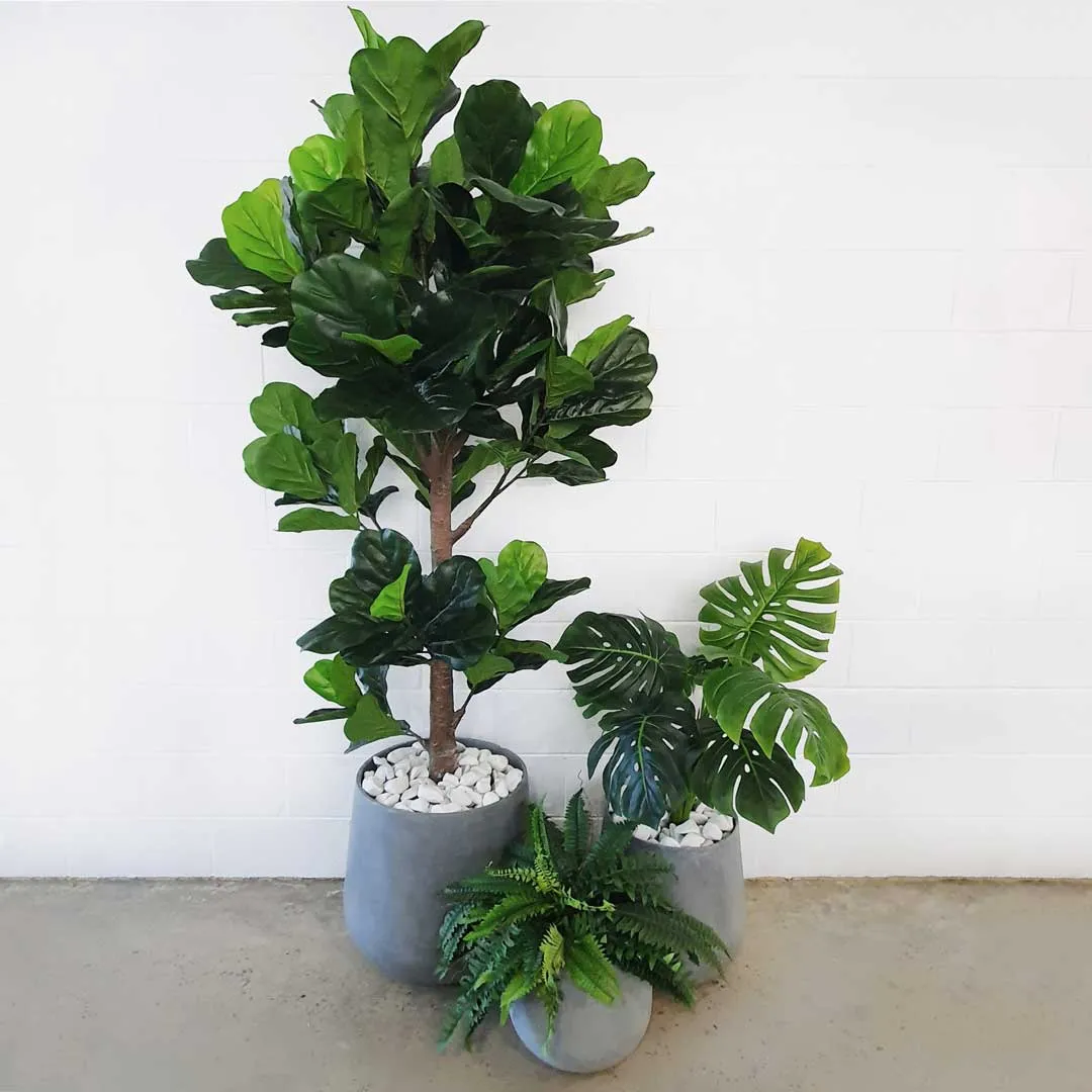 Triple Plant Bundle - 3 x Fiddle Ficus Leaf Plants (S,M,L)