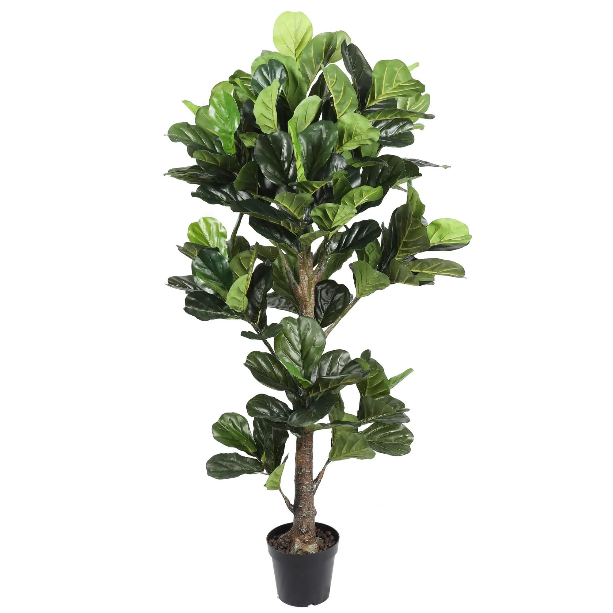 Triple Plant Bundle - 3 x Fiddle Ficus Leaf Plants (S,M,L)