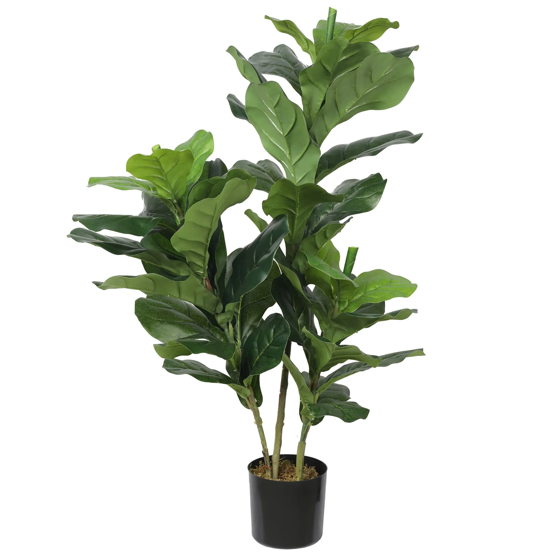 Triple Plant Bundle - 3 x Fiddle Ficus Leaf Plants (S,M,L)