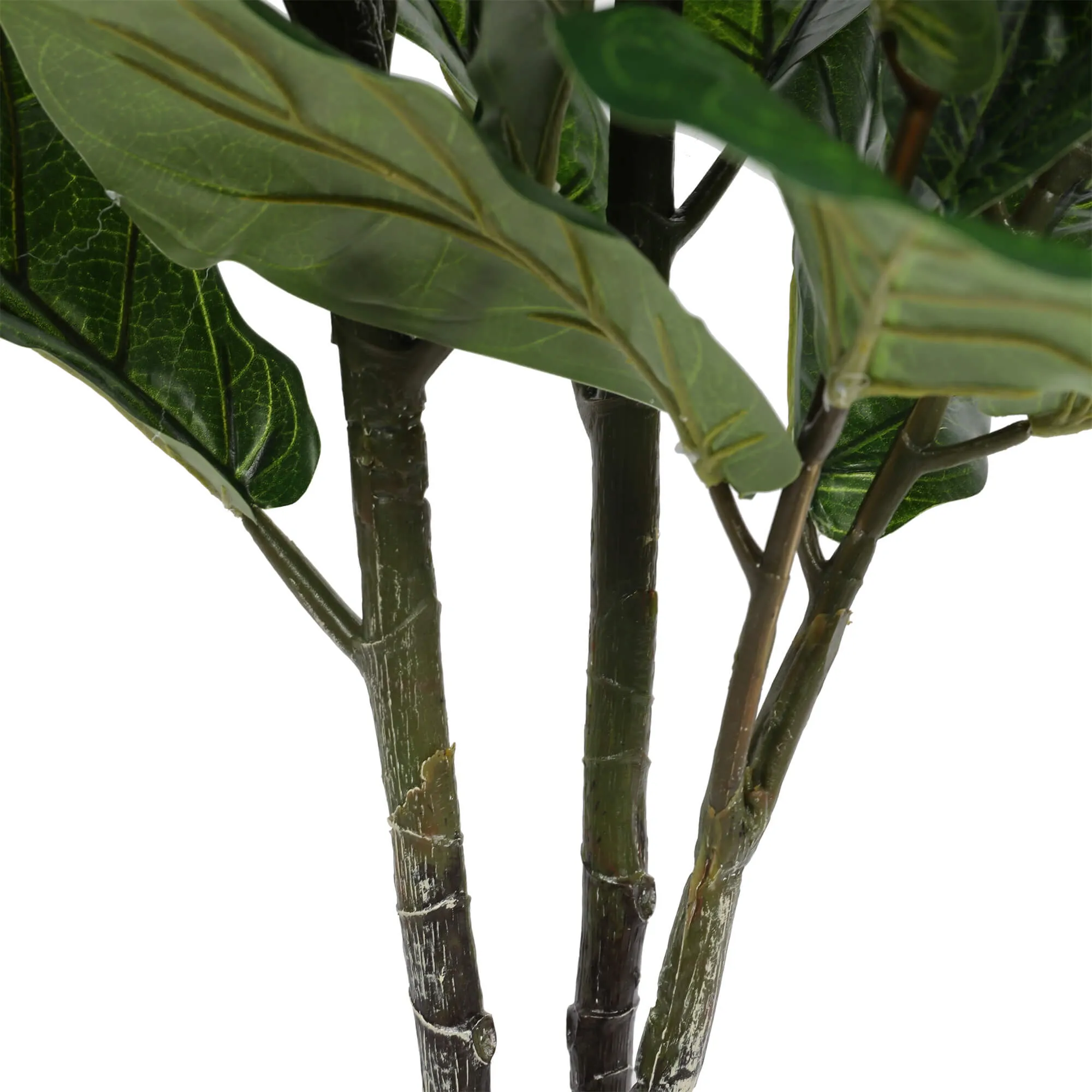 Triple Plant Bundle - 3 x Fiddle Ficus Leaf Plants (S,M,L)
