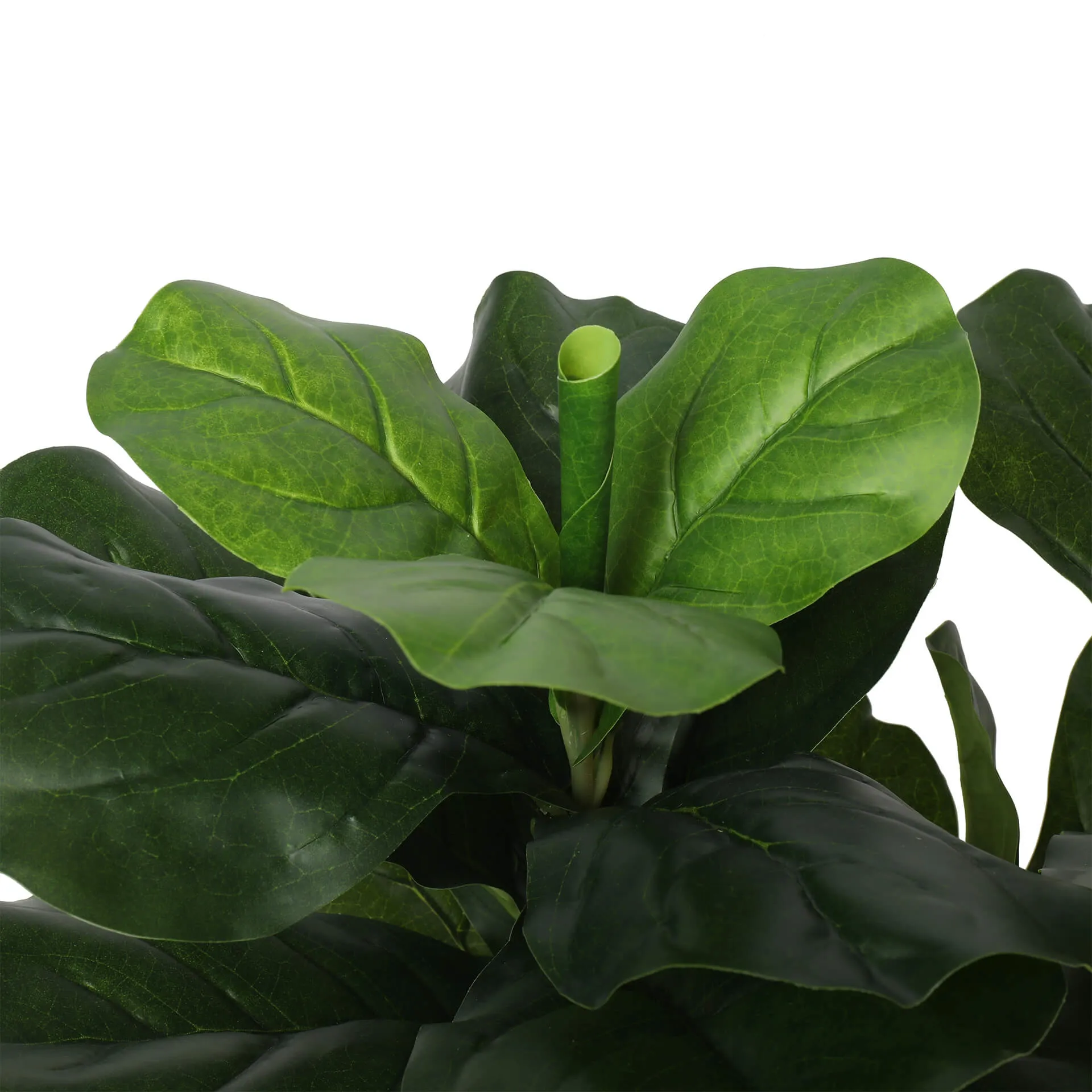 Triple Plant Bundle - 3 x Fiddle Ficus Leaf Plants (S,M,L)