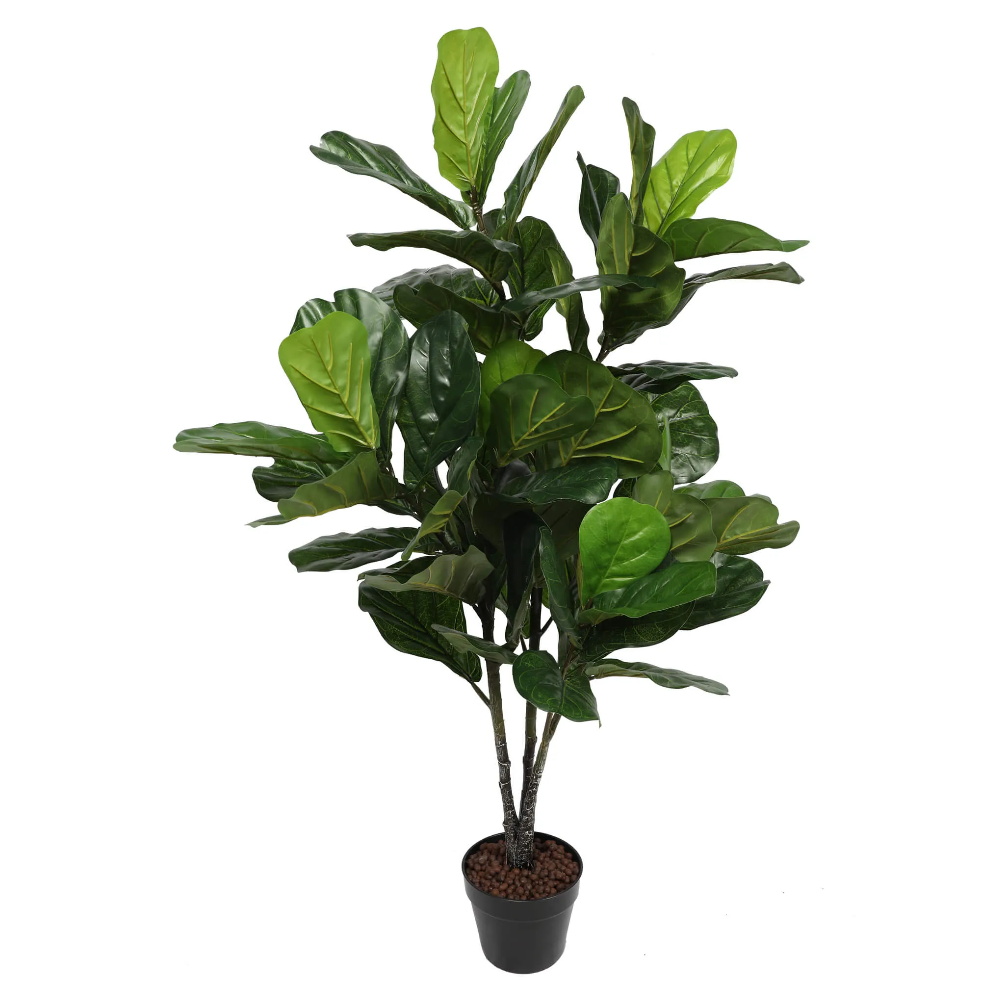 Triple Plant Bundle - 3 x Fiddle Ficus Leaf Plants (S,M,L)