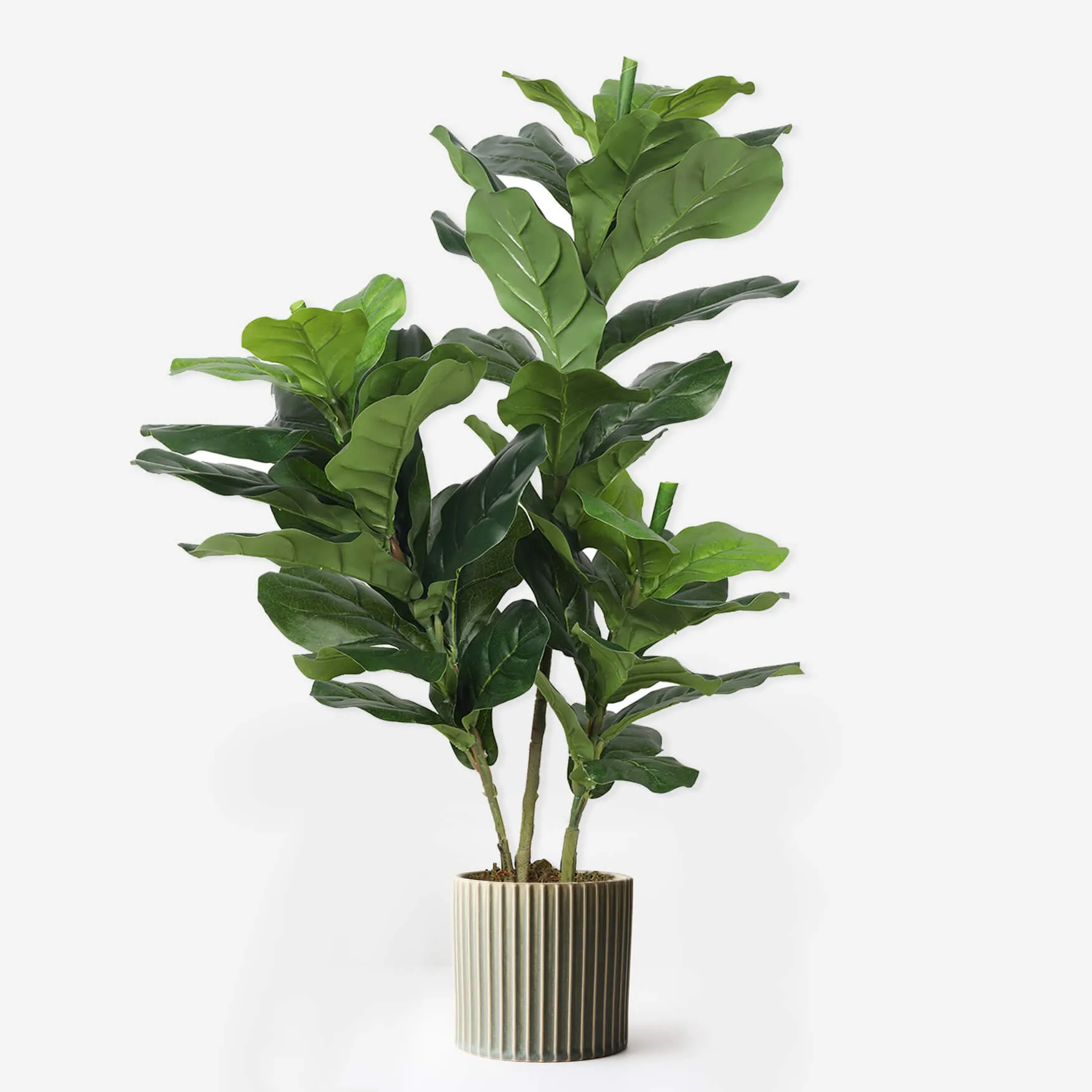 Triple Plant Bundle - 3 x Fiddle Ficus Leaf Plants (S,M,L)