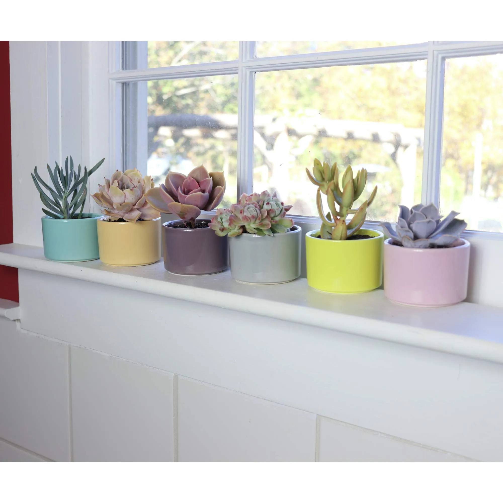 Window Garden Six Shades of Succulents Planter Pots  Slip Your Plants Into Something More