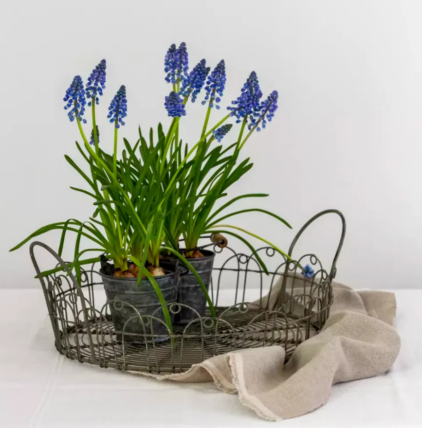 Wire Tray - 2 Sizes